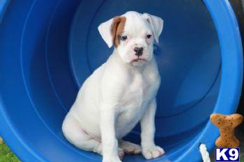 Puppies in PA